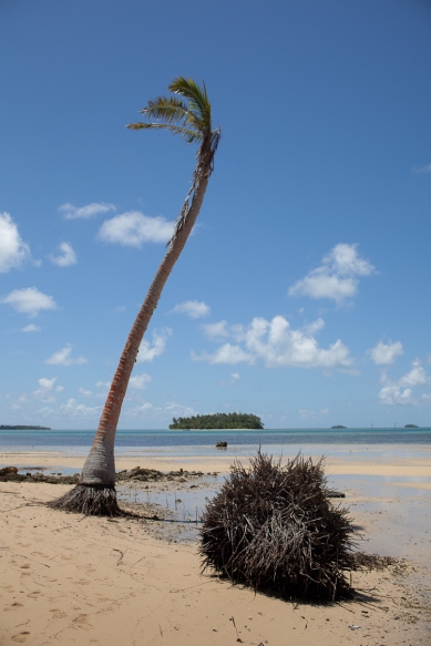 Coconut trees being killed by rising sea levels