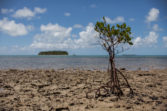 Mangrove sapling planted to try to hold back rising seas that are killing vegetation on the island 